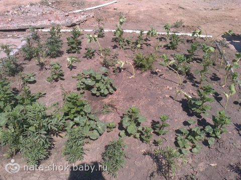 Вредители на астрахань Вредители на астрахань