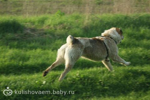 Кто разберается в среднеазиатских овчарках, Алабаи!