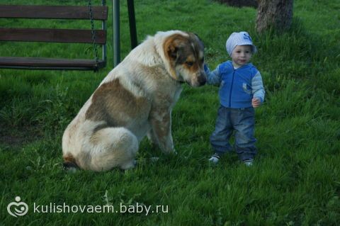 Кто разберается в среднеазиатских овчарках, Алабаи!