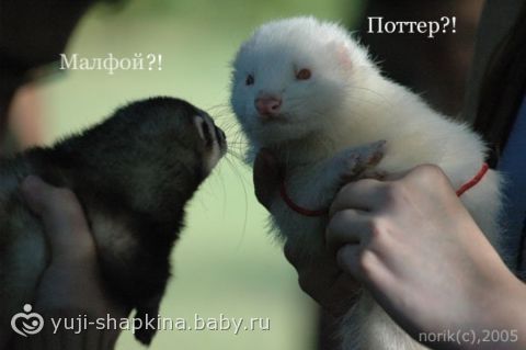Загадки о зиме с ответами для сложные