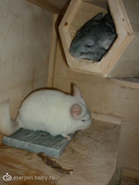 Мои шиншиллы)