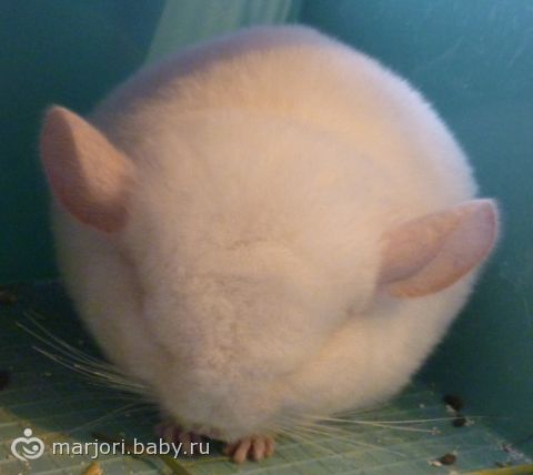 Мои шиншиллы)