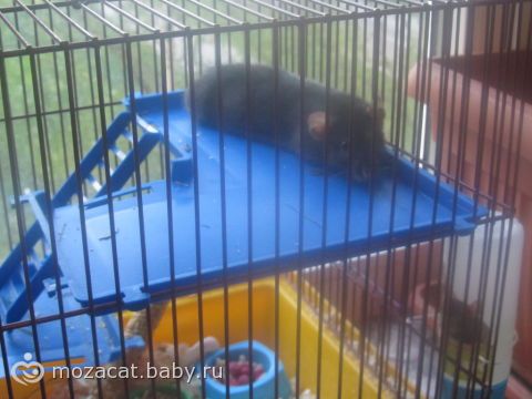 Живой уголок для детей и просто маленькая радость маме…(фото прилагаються)