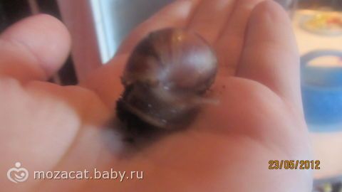 Живой уголок для детей и просто маленькая радость маме…(фото прилагаються)