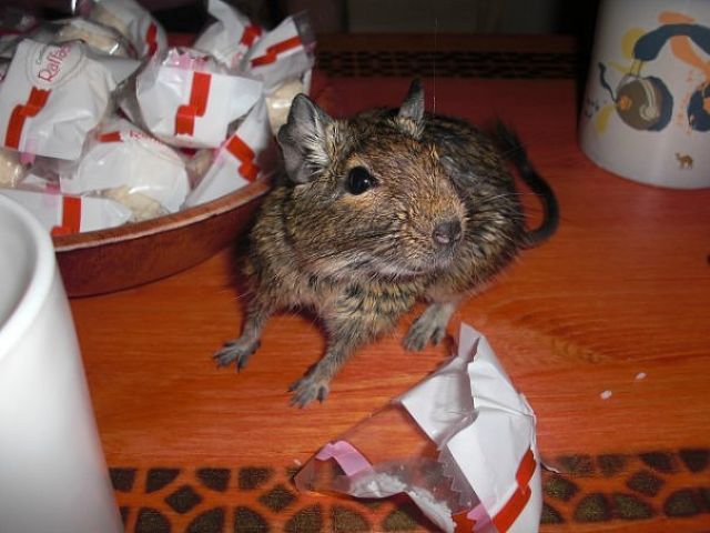 https://static1.babysfera.ru/8/6/6/3/13656719.m.jpeg