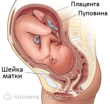 Если шейка уже открыта Если шейка уже открыта