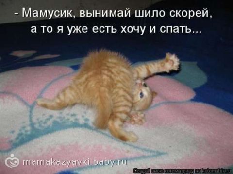 фото приколы котят онлайн фото приколы котят