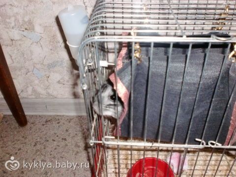 Как мистер Шинкшинк получил гамак)