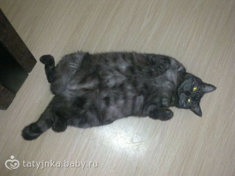 кошка — сссссухаааааааа)))