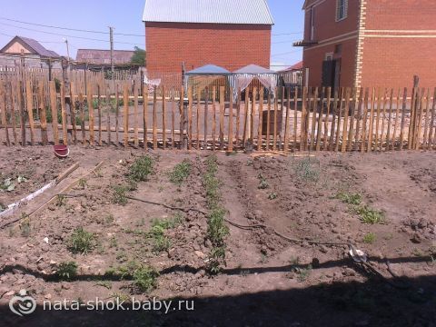 Детский огород(наши фото и опыт)