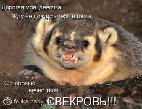 картинки прикольные свекровь