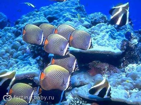 Мальдивы. Мини-путеводитель