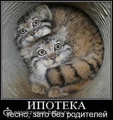 Ипотека, тесно — ЗАТО БЕЗ РОДИТЕЛЕЙ!