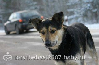Верный пес(история с контакта)