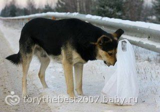 Верный пес(история с контакта)